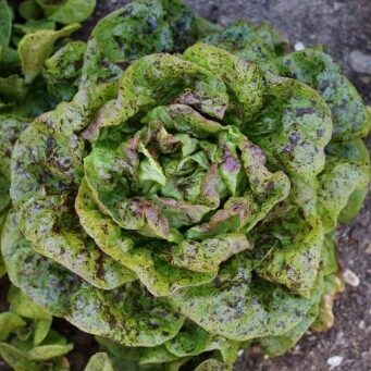 Sviesta salāti 'Speckled Amish Butterhead'